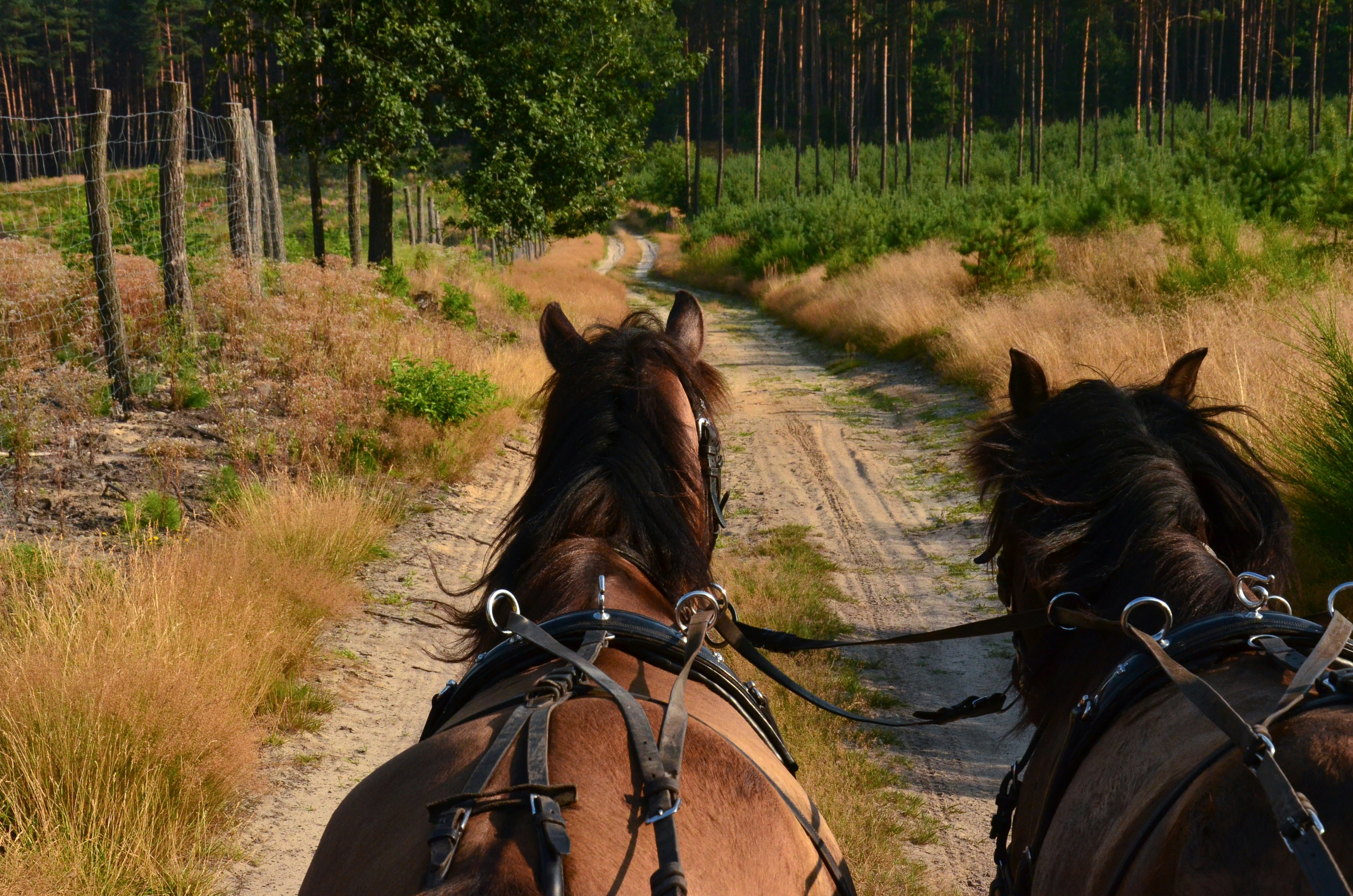 Carriage Ride Route – Paths of Tradition and Craft