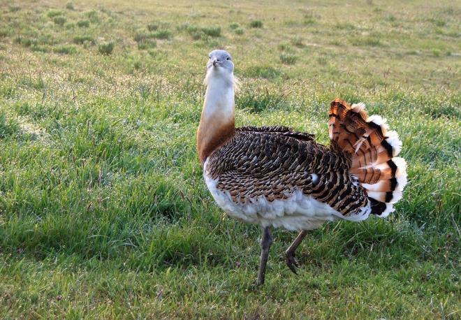 Special Nature Reserve “Pastures of the Great Bustard” – Mokrin