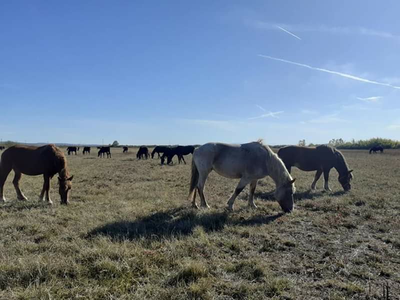 Herghelia Izvin - Izvin Riding Center